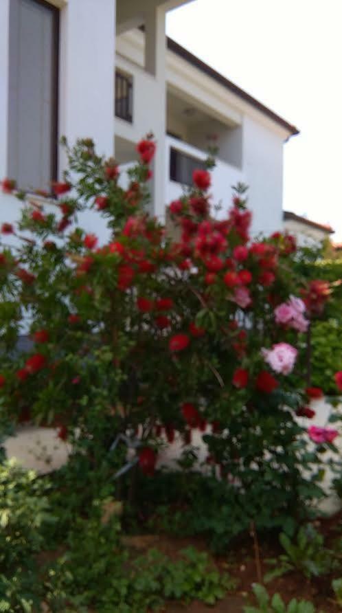 Stella Marina Appartement Umag Buitenkant foto